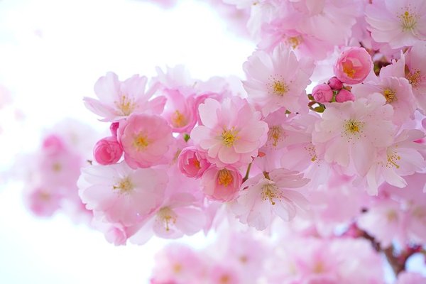 Comment décrypter le langage des fleurs ?