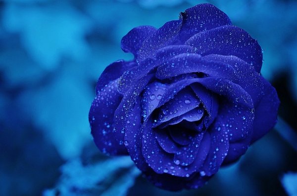 Quelles sont les différents types d'arbres à fleurs bleues ?