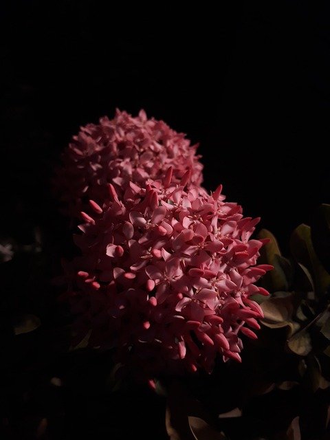 Quels sont les arbres qui ont une floraison rose foncé ?