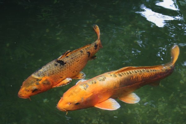 Comment créer un jardin japonais avec un bassin à carpe Koi dans votre maison ?