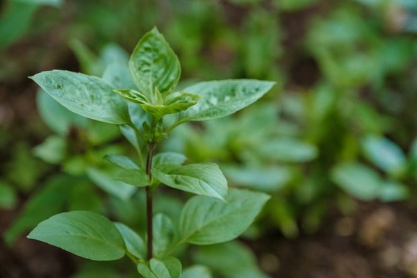 les initiatives écoresponsables dans le domaine de l'habitat